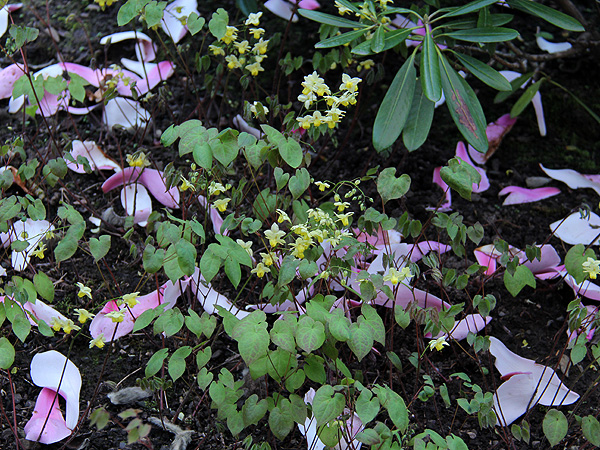 30Garden16