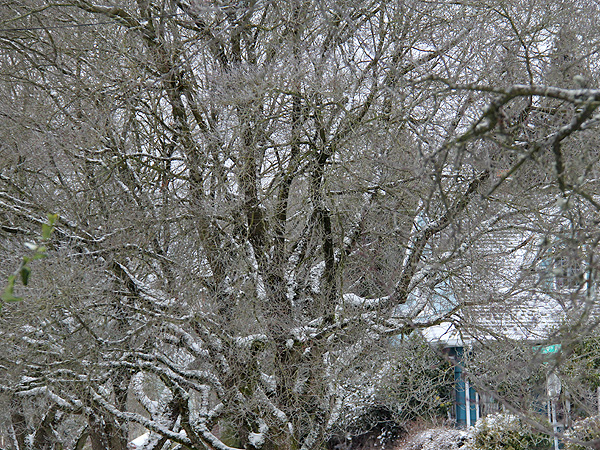 7Snow3 7Snow3