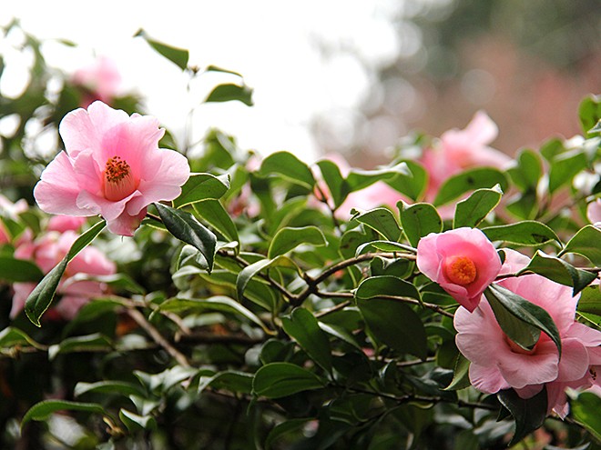 28Garden12