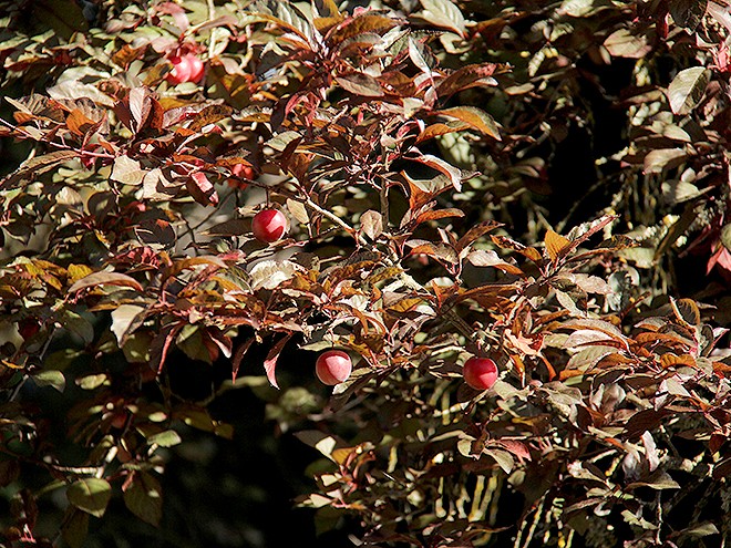 17Garden5 17Garden5