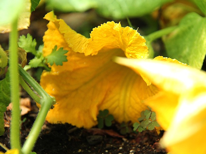 17Garden5 17Garden5