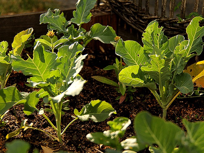 17Garden5 17Garden5