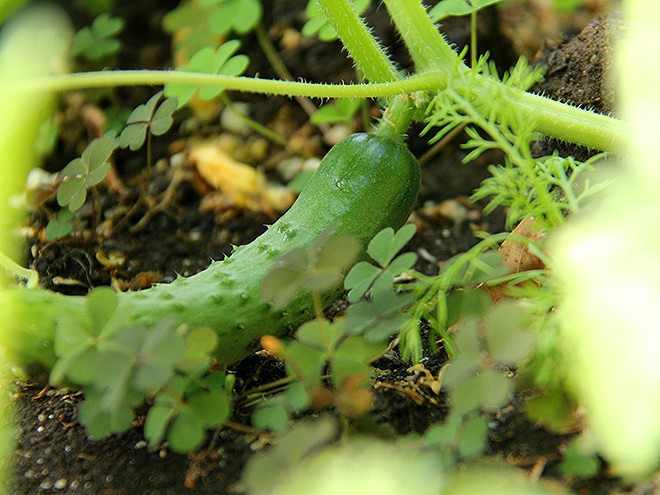 17Garden5 17Garden5