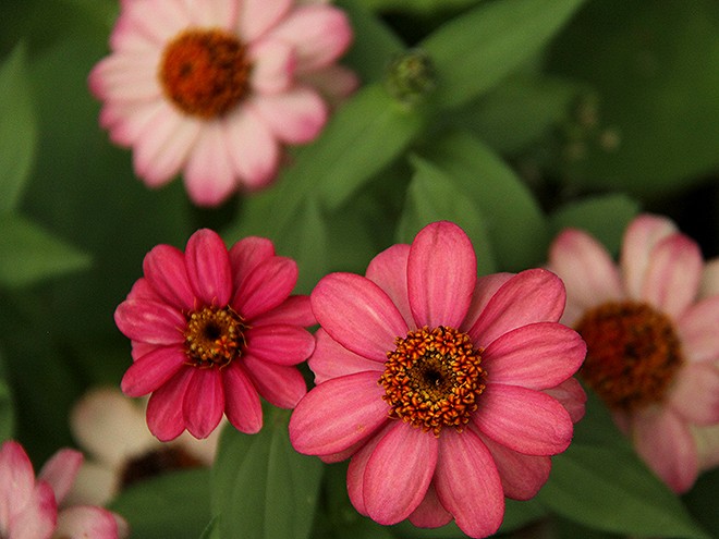 6Garden2