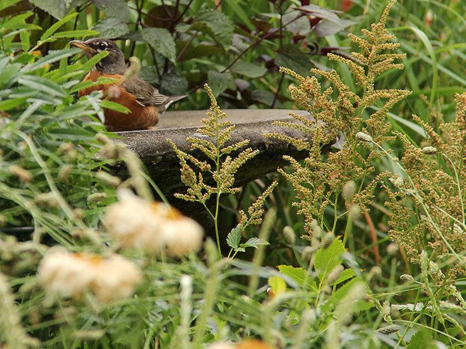 6Garden2