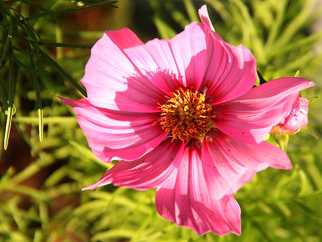 6Garden2