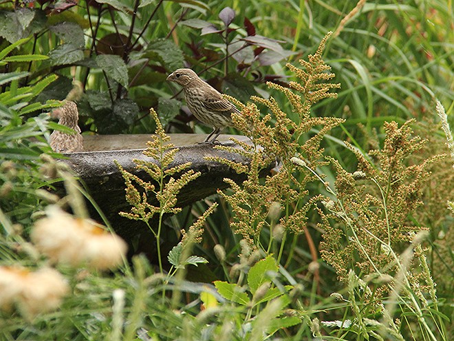 6Garden2