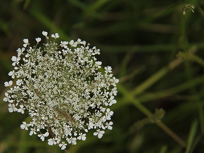 6Garden2
