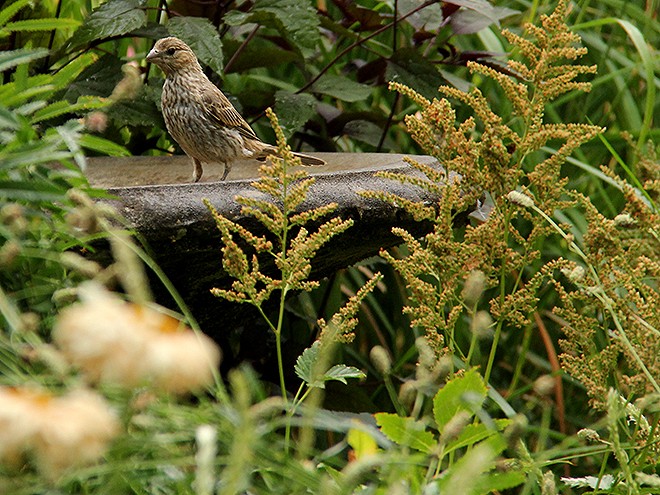 6Garden2