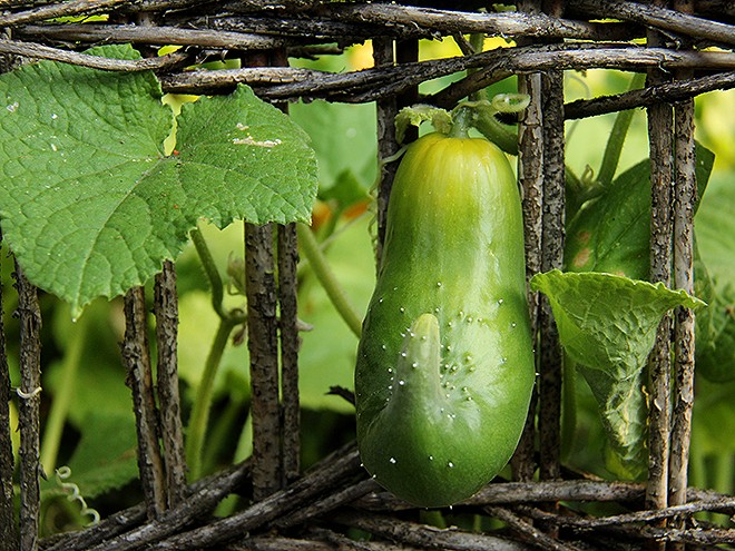 6Garden2