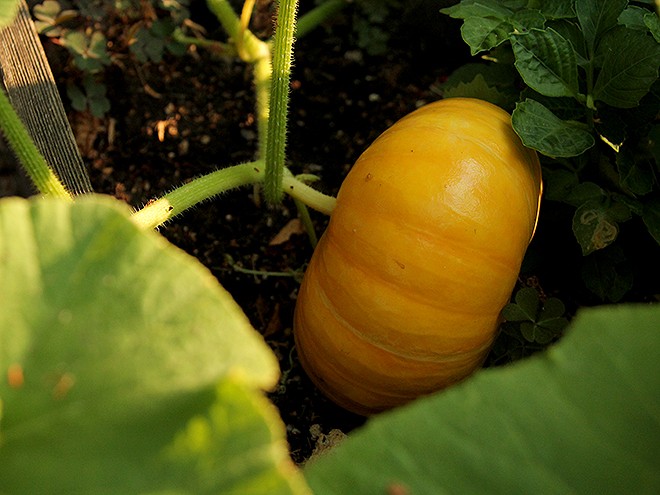 6Garden2