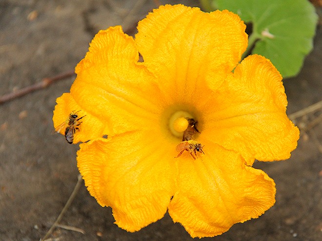 6Garden2
