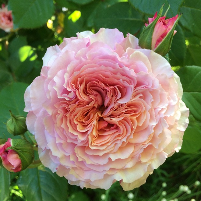 28Rose1