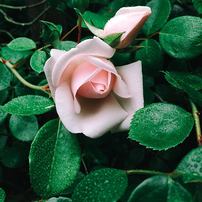 30Rose1