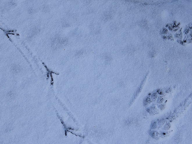 5Snow14