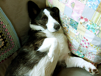SleepyDog1