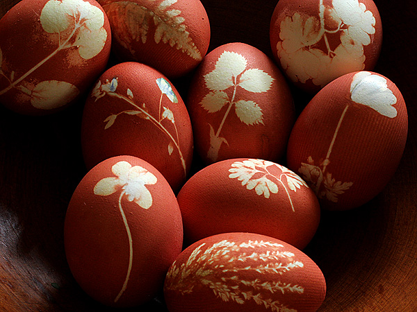 Egg5 Egg5