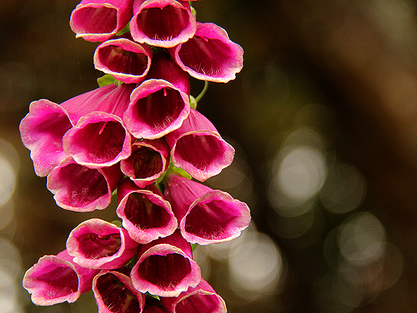 Foxglove1 Foxglove1