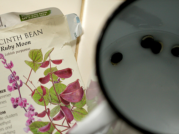 HyacinthBean1 HyacinthBean1