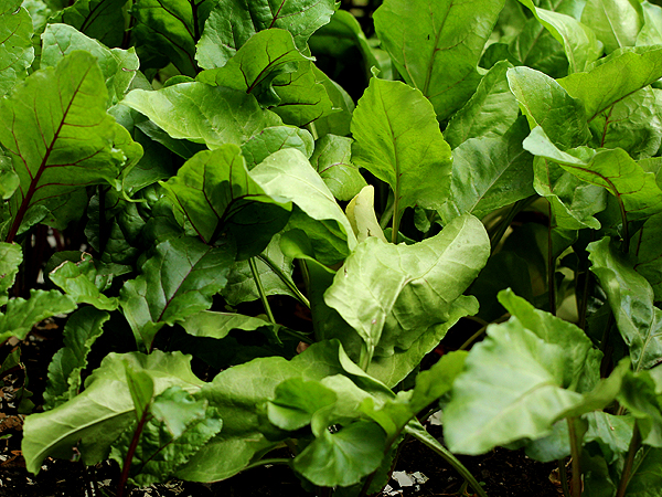 Beets1 Beets1