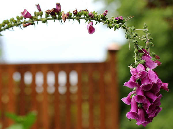 Foxglove1 Foxglove1