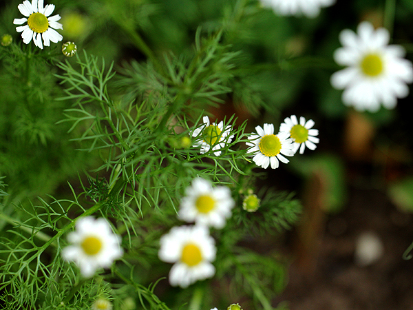 Chamomile Chamomile