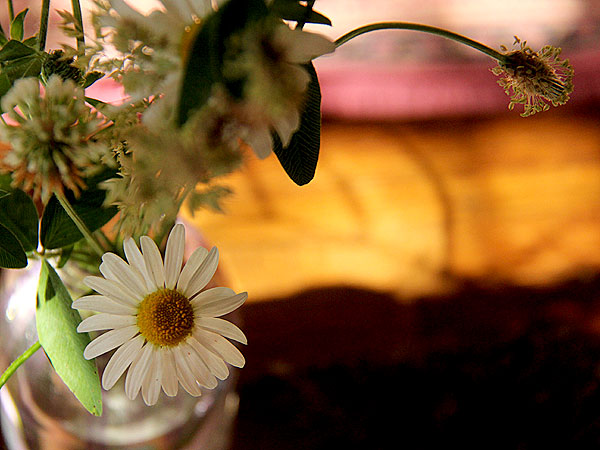 Wildflowers1 Wildflowers1