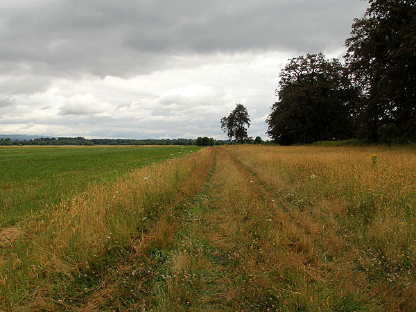 Walk30
