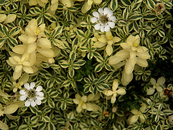 Flowers2 Flowers2