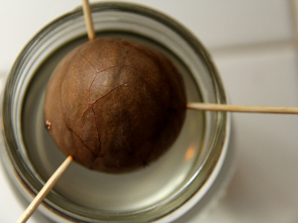 Avocado1 Avocado1