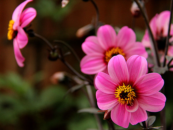 Flowers3 Flowers3