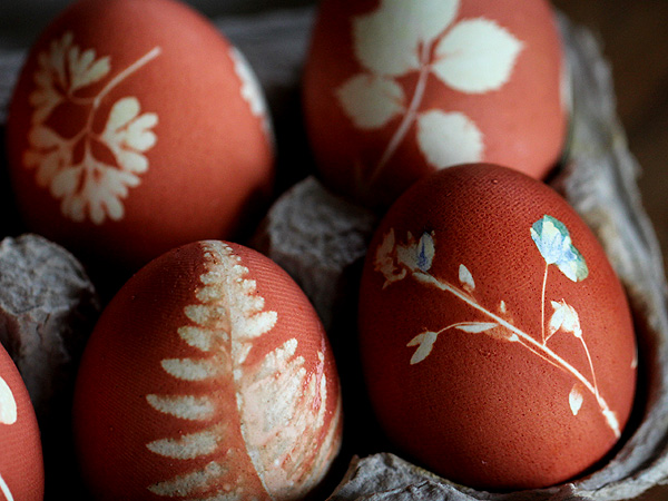 Egg7 Egg7