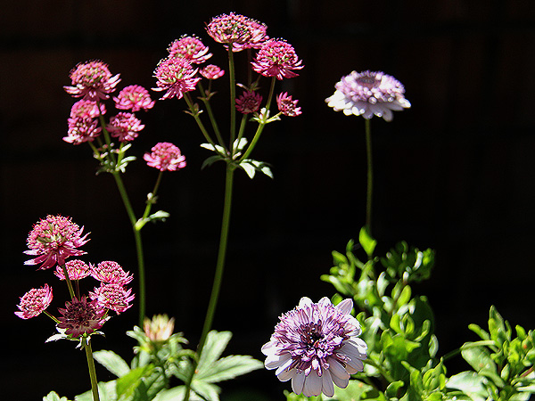 Astrantia2 Astrantia2