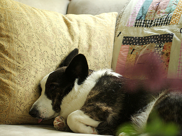 Doggie1 Doggie1
