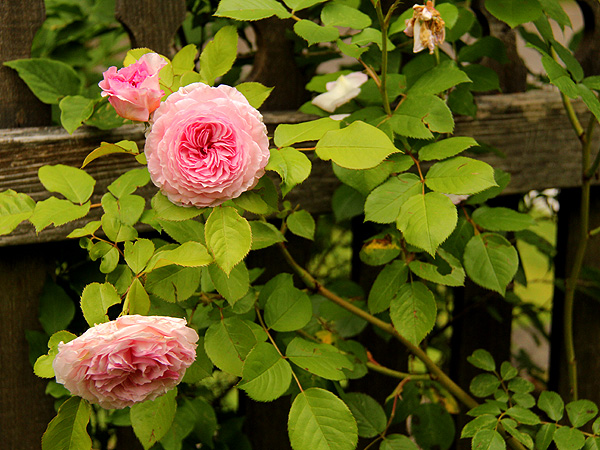Rose1 Rose1