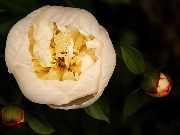 Peony4 Peony4