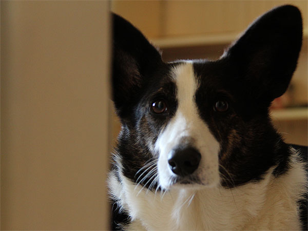 Doggie2 Doggie2