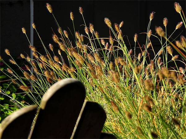 Grass1 Grass1
