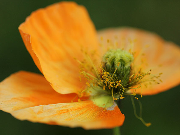 Poppy1 Poppy1