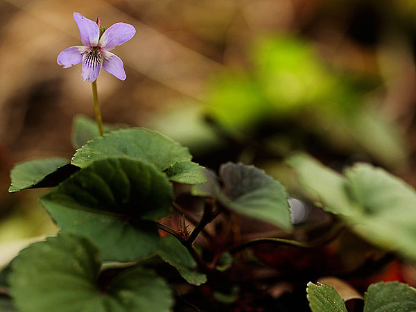 Violet Violet
