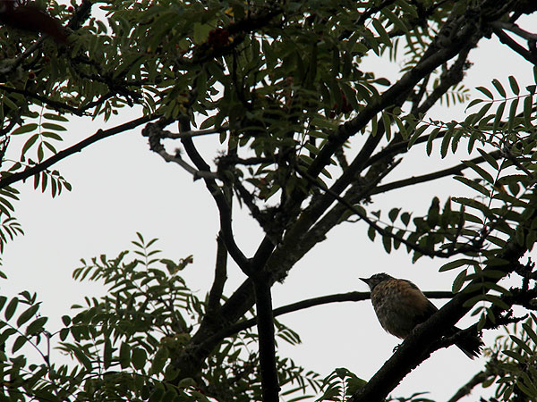 Bird1 Bird1