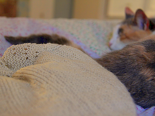 Kitteeee2 Kitteeee2