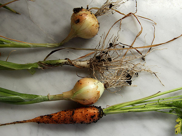 Harvest4 Harvest4