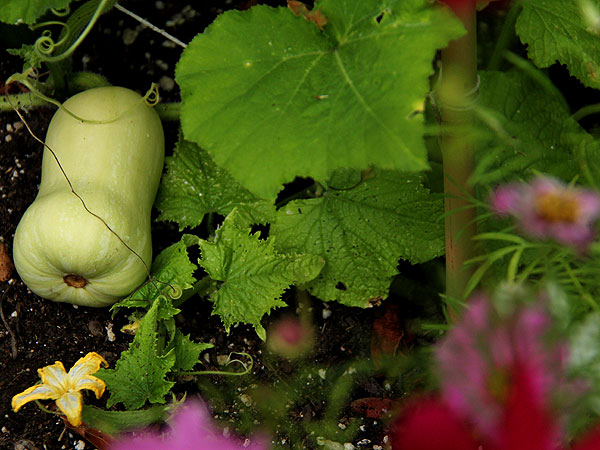 Squash1 Squash1