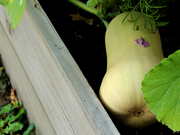 Squash2 Squash2