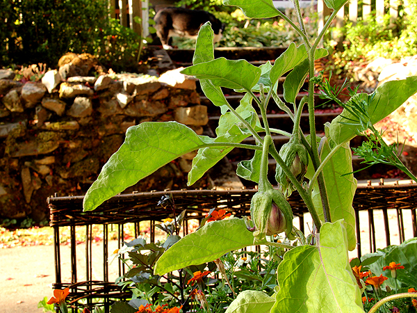 Eggplant3 Eggplant3