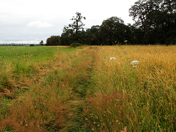 Walk8