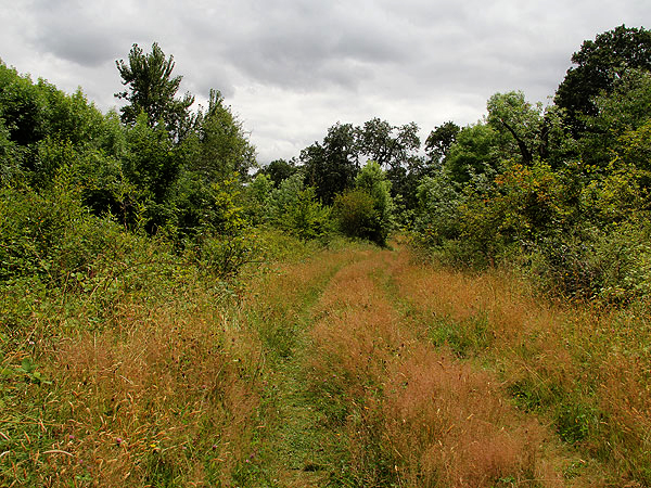 Walk29