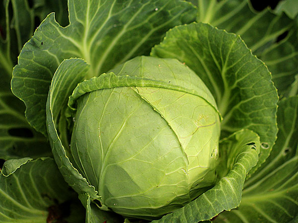 Cabbage1 Cabbage1