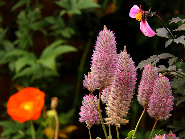 Flowers4 Flowers4